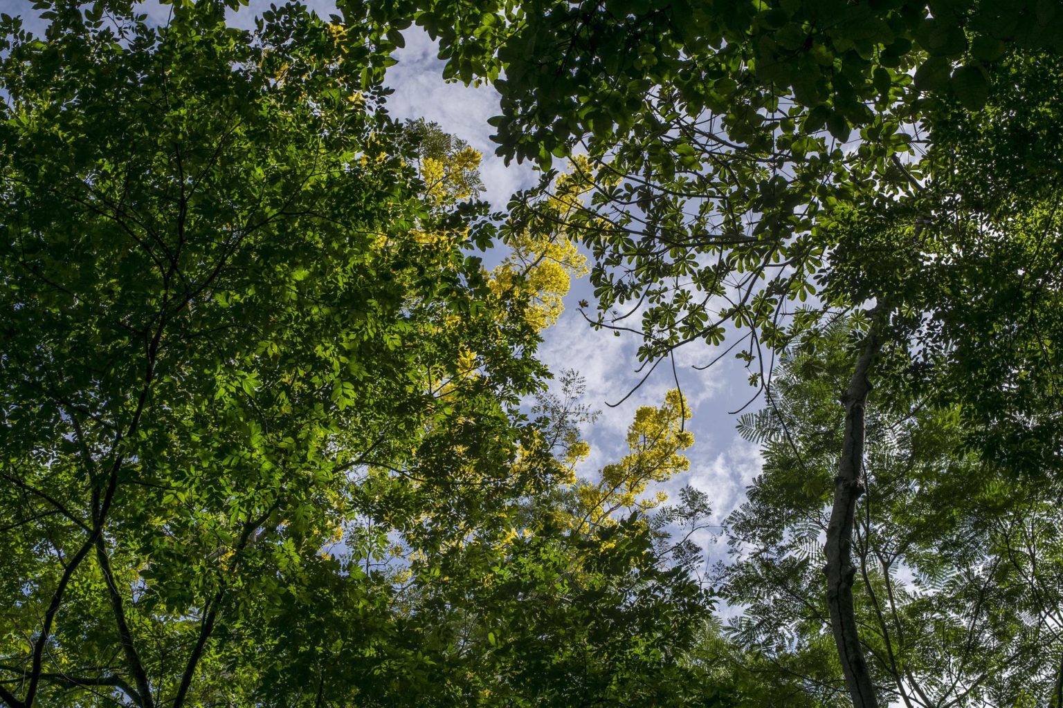 Foto de uma floresta alta como exemplo de Crédito de Reposição Florestal